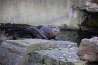 Imagine atasata: Zoo Berlin 0567.JPG